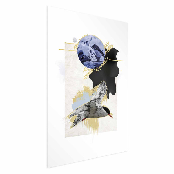 Plakat Rybitwa antarktyczna 60x90 cm 587624
