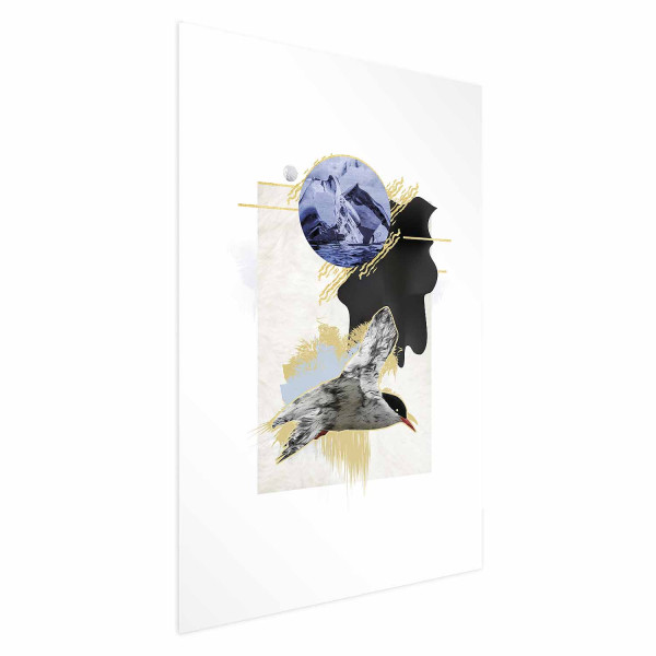 Plakat Rybitwa antarktyczna 60x90 cm 589282