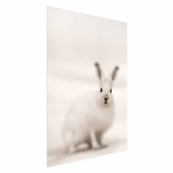 Plakat Strachliwe spojrzenie 40x60 cm 579010