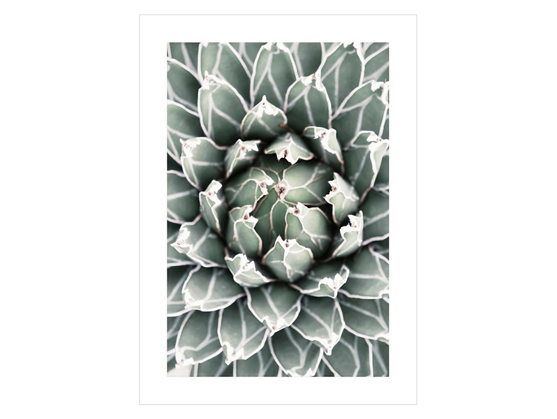 Plakat Sukulent 1 50x70 cm 38179