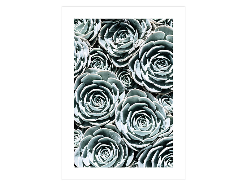 Plakat Sukulent 2 50x70 cm 38181