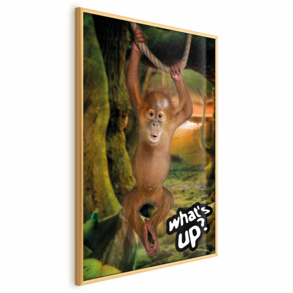 Plakat What's Up 60x90 cm 581773
