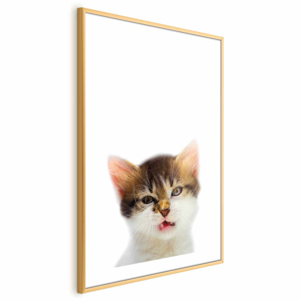 Plakat Zirytowany kot 21x30 cm 580508