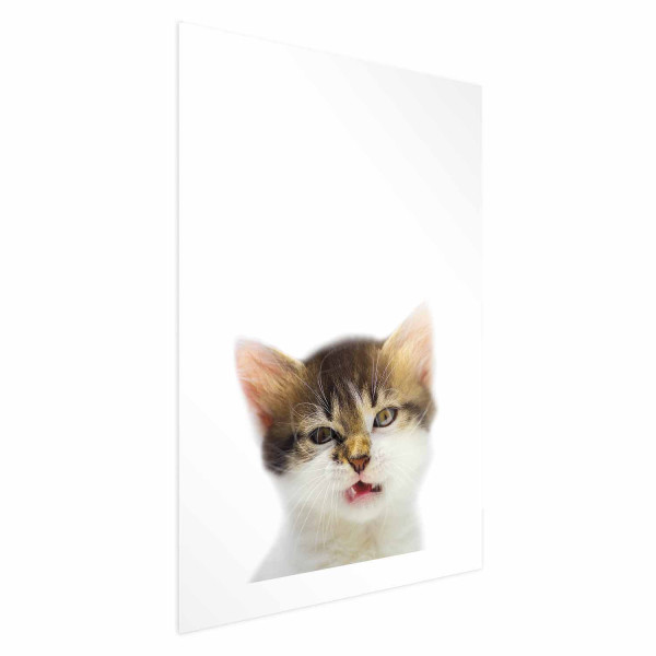Plakat Zirytowany kot 21x30 cm 586380