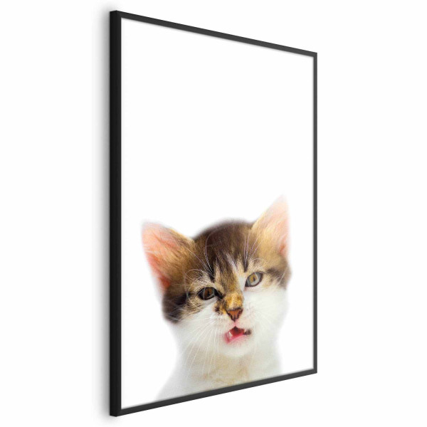 Plakat Zirytowany kot 29,7x42 cm 585238