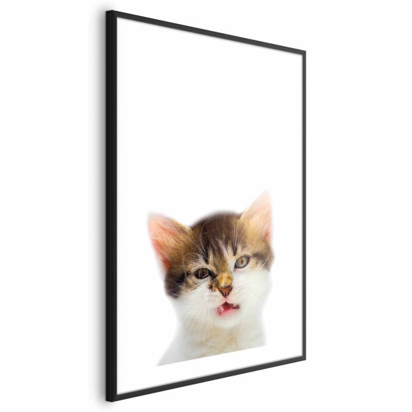 Plakat Zirytowany kot 40x60 cm 582219