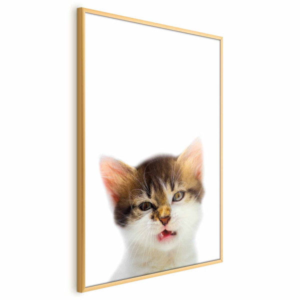 Plakat Zirytowany kot 60x90 cm 581042