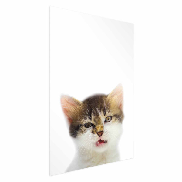 Plakat Zirytowany kot 60x90 cm 584606